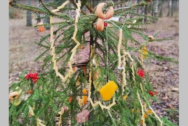На Волині ялинку прикрасили бубликами, овочами і макаронами