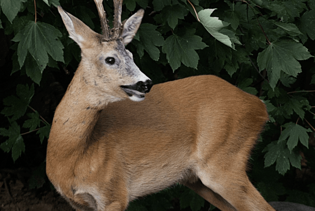 Вулицями Рівного бігає дикий звір (Відео)