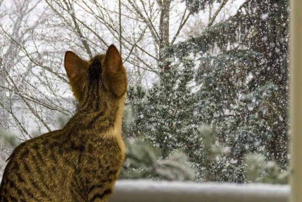 Якою буде погода на Волині до кінця тижня