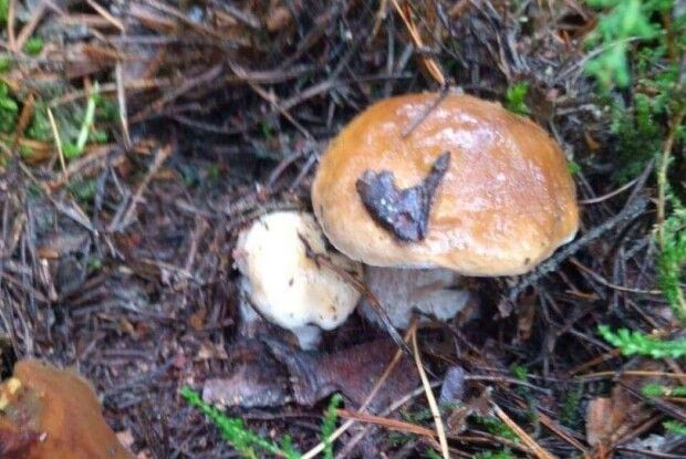 «Цьогоріч чималі!»: у волинському лісі з’явилися перші гриби (Фото)