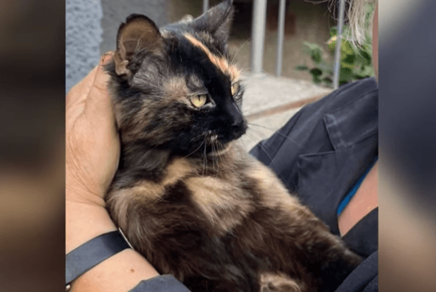 У Луцьку викрадену улюбленицю двору шукають усім будинком (Відео)