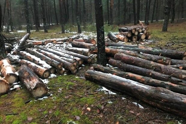 На Любешівщині незаконно напиляли дерев (Фото)