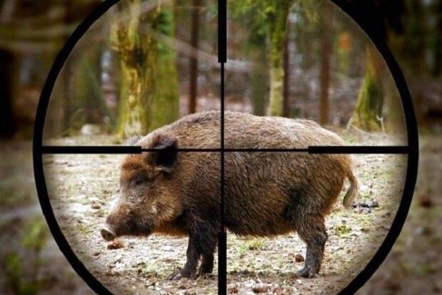 На Волині браконьєри, даючи драпака від лісової охорони, згубили рушницю (Фото)