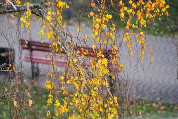 На вихідні на Волині – похолодання і дощі