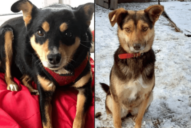 Щоп'ятниці в Рівному вигулюють собак, які шукають господаря