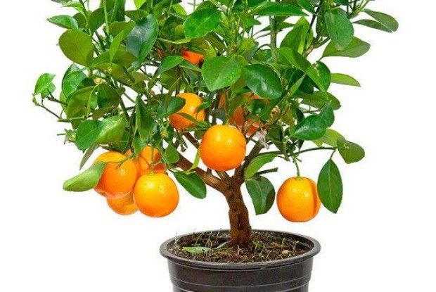 Як пересадити цитрусові в домашніх умовах?