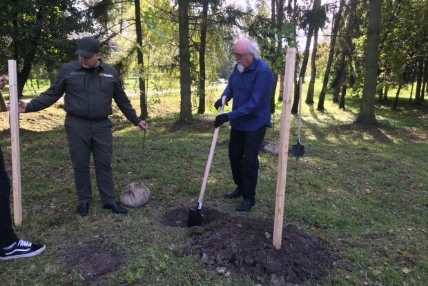 Лесин ясен перевтілився в ясеневий сквер