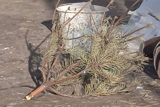 Не дочекався якихось півтора місяці: українець викинув... минулорічну ялинку (Фото)