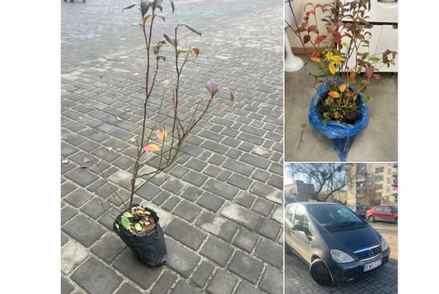 На Волині відома волонтерка пропонує кущі лохини в обмін на донат