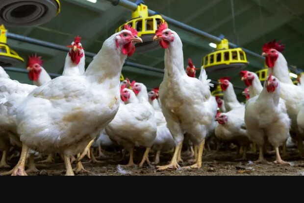 Одіозні брати Добкіни збудують на Волині птахофабрику на майже мільйон бройлерів 