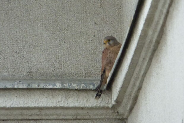 У центрі Луцька помітили боривітра (Фото)