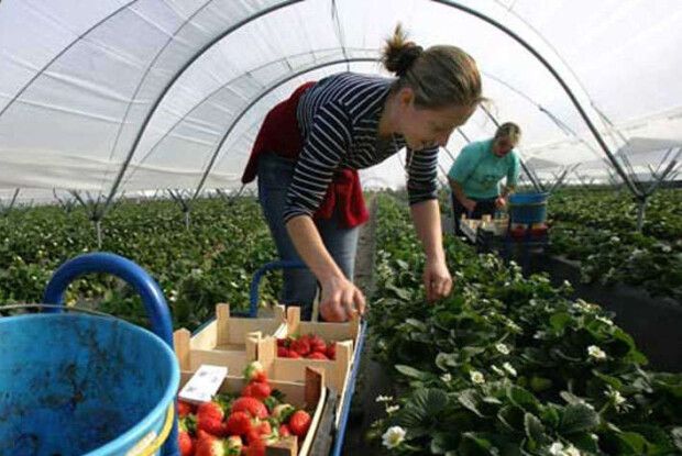 Без українських працівників у Польщі буде катастрофа