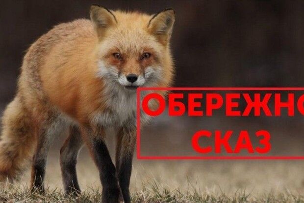 По сусідству із Волинською областю лютує сказ