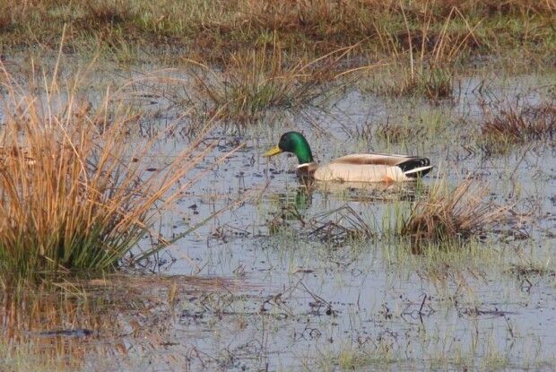 Куди на Волині краще брати фотоапарат замість рушниці