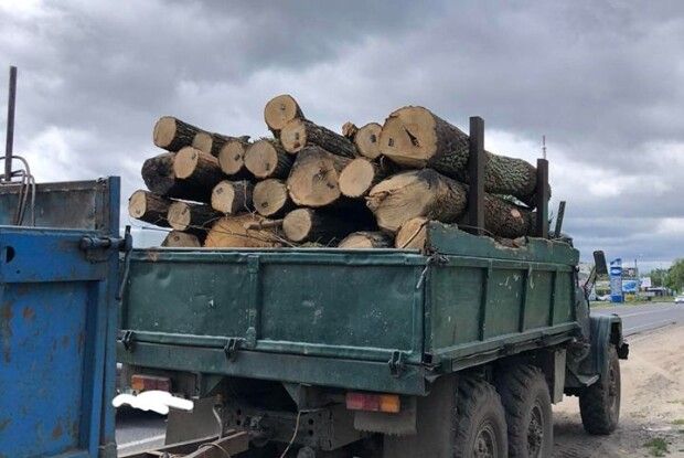 У Ковелі й на Ратнівщині вилучили крадену деревину (Фото)