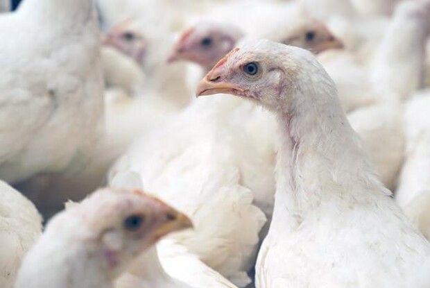 Птахофабрики погрожують пустити мільйони курей під ніж – усе через скажені ціни на газ