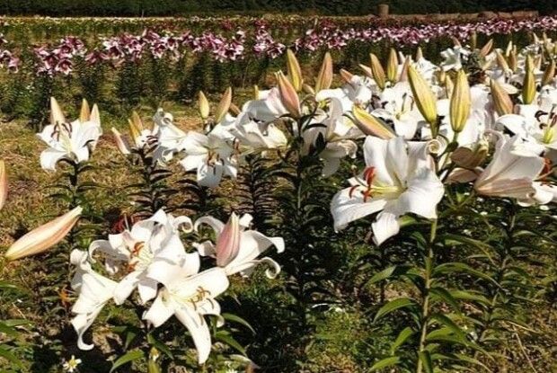 Волинян запрошують побачити найбільше поле лілій в Україні: як туди потрапити 