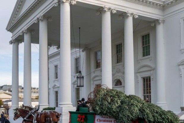 На візку із кіньми: до Білого дому привезли різдвяну ялинку (Відео)