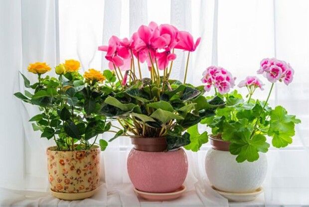 Аптека на підвіконні: санітари помешкання