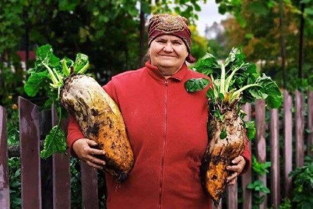«Ми з дідом самі навіть не здужали їх вирвати»: любешівці про рекордний урожай