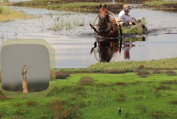 Чому сінокіс боліт збереже життя: як на Волині рятують торфовища та рідкісних птахів 