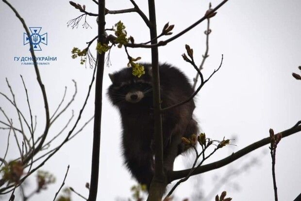 У Львові на дереві на висоті 10 метрів застряг... єнот (Фото)