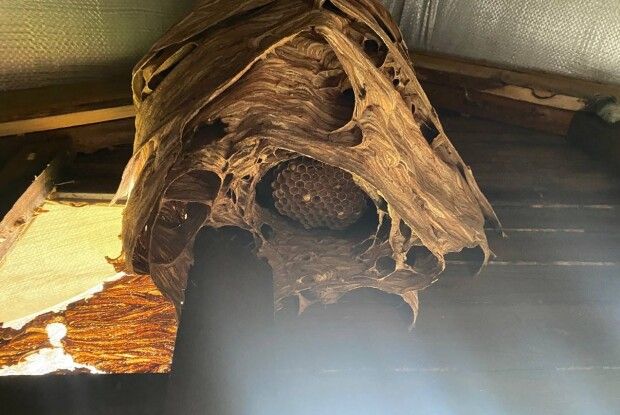 На Волині рятували жінку від небезпечних комах