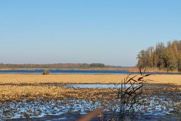 У нацпарку на Волині перевірили «домівку» росички та андромеди (Фото)