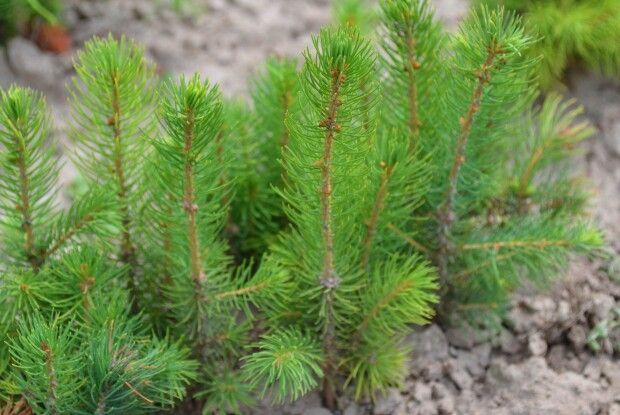 Низький уклін волинським лісівникам від волонтерів