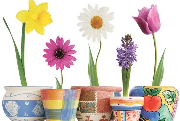 Який горщик кращий для вазонів?