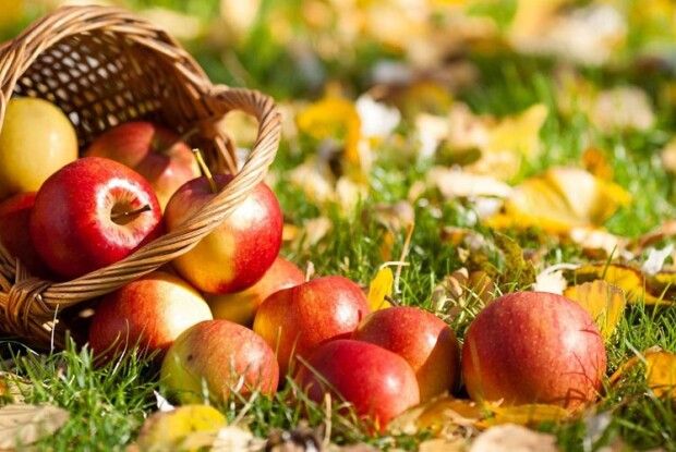 «Почервоніли яблука-циганки...»: найкращі рецепти