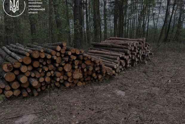 На двох лісових ділянках на Волині виявлено масштабну незаконну порубку дерев