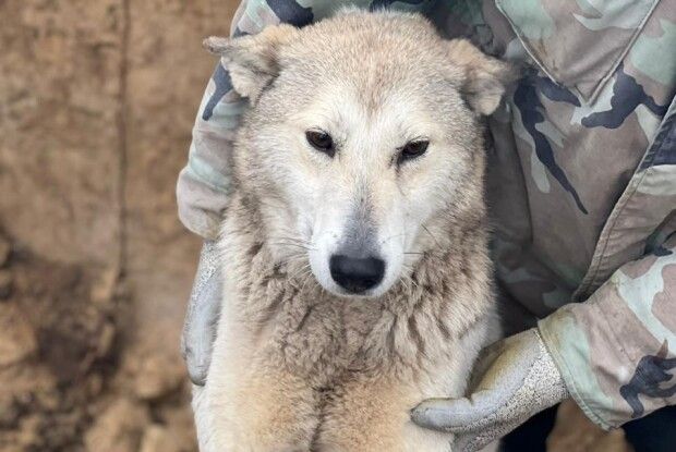 На Рівненщині з’явився свій Пес Патрон