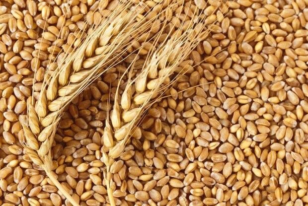 Урожай зернових-2021: світ і Україна в очікуванні рекордів