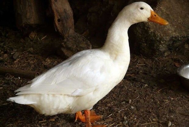 У Берестечку перед Новим роком чоловік украв у сусідів качку