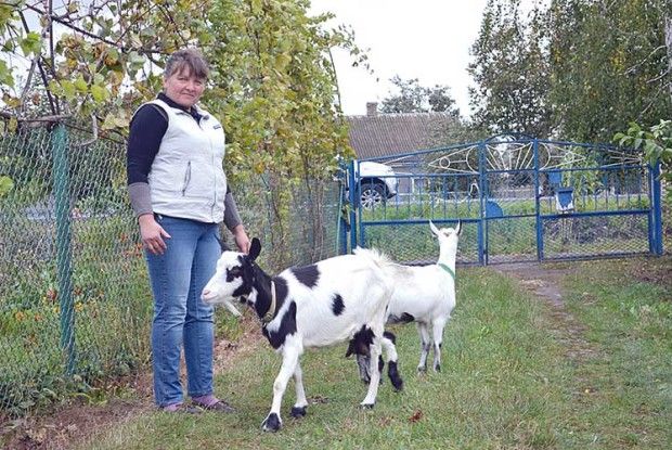 Козине молоко лікує коклюш і високий тиск