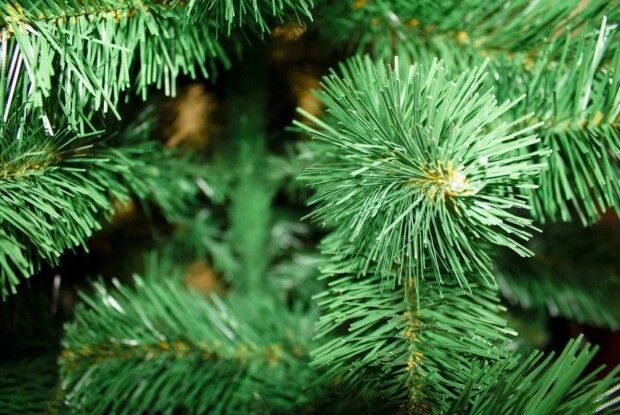 Змонтували головну ялинку країни (Фото)