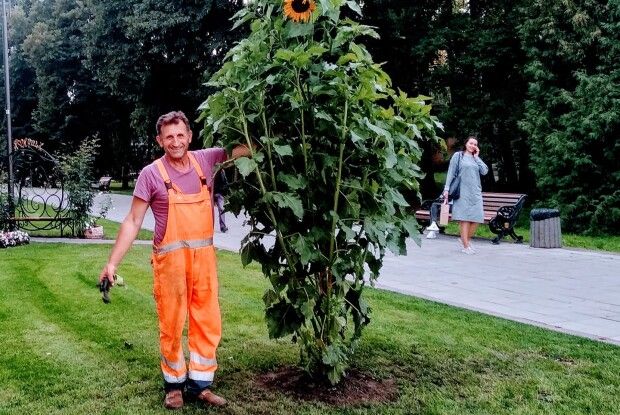 У парку поцупили соняшника–рекордсмена, подарованого Луцьку на День міста (Фото) 