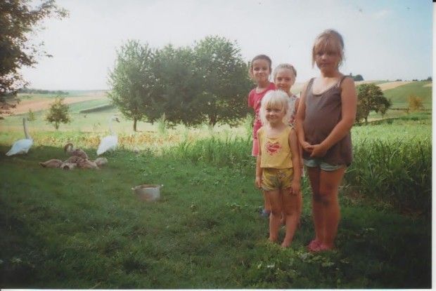 На подвір’я волинянки прийшло… 7 лебедів