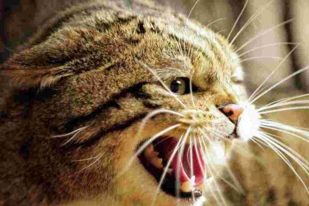 У селі на Волині скажений кіт покусав своїх господарів