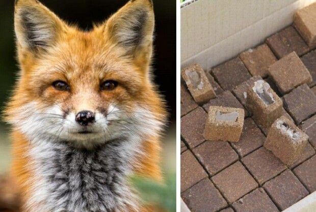 По лісах Волині розпочали масово розкладати приманки