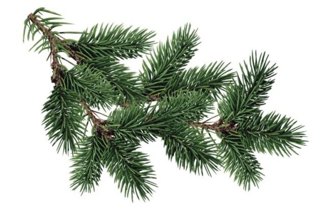 Ялинка дарує не тільки радість, а й користь