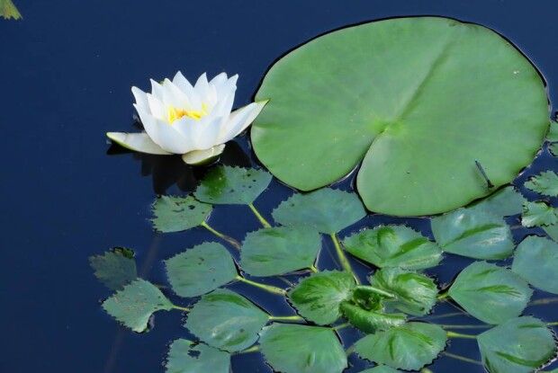 Ставок Океан у Цуманський пущі заростає білим лататтям