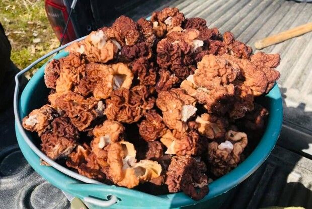 На Рівненщині депутат назбирав кілька ящиків грибів (Фото)