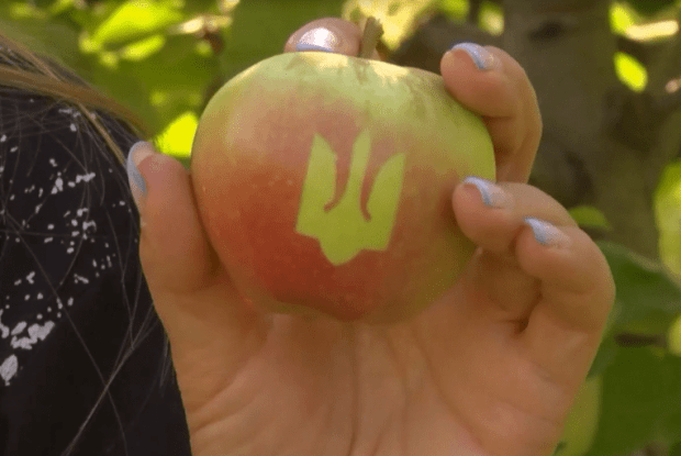 На Вінниччині виростили яблука з тризубом (Відео)