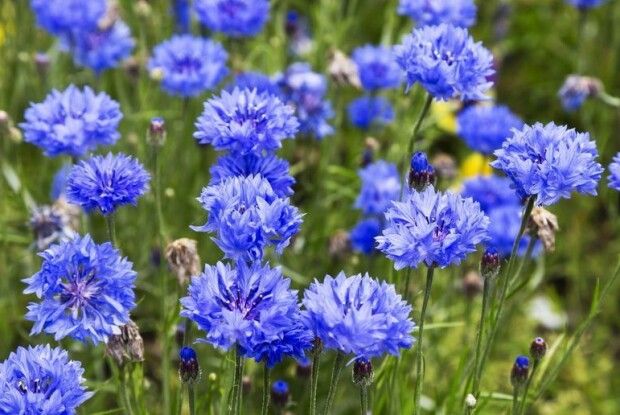 Без опадів: якою буде погода на Волині