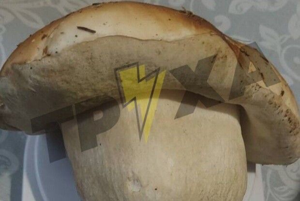 У лісі на Волині знайшли гриб-велетень