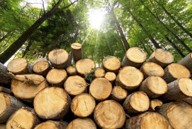 За крадіжку деревини на Волині оголошено підозру екслісничому