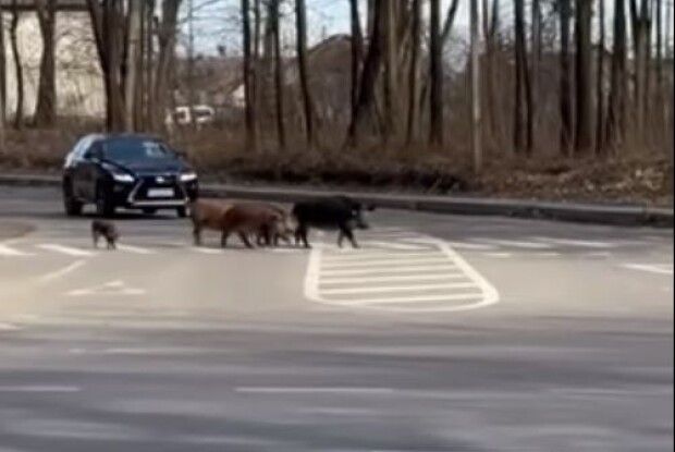 У Луцькому районі сім'я диких кабанів зупинила рух на дорозі (Відео) 