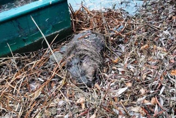 Браконьєри тягали рибу, а впіймали бобра (Фото)